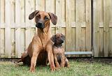 RODESIAN RIDGEBACK 226